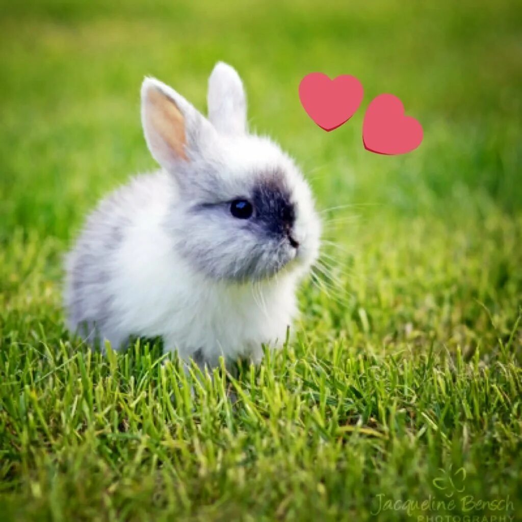 Карликовый кролик минилоп. Банни рэббит. Кролик на рабочий стол. Карликовый кролик баффи. Белый ангорский кролик.