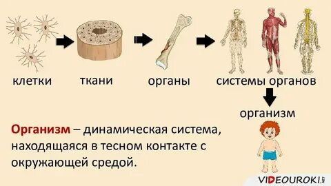 Органы тканевый уровень