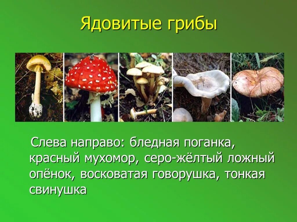 Несъедобные Шляпочные грибы 5 класс. Мухомор бледная поганка Шляпочные грибы. Ядовитые Шляпочные грибы 5 класс биология. Царство грибов Шляпочные. Проект опасные грибы 2 класс окружающий мир