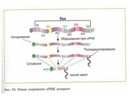 Процессинг ирнк присоединение к ирнк