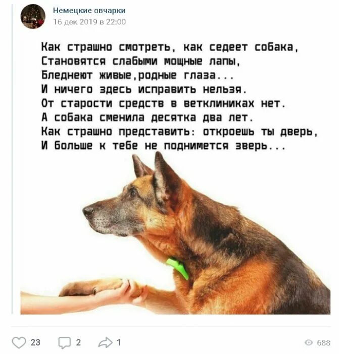 Стих про собаку. Стихотворение посвященное собаке. Стих про старую собаку. Стишки про собак. Стихотворение дай лапу