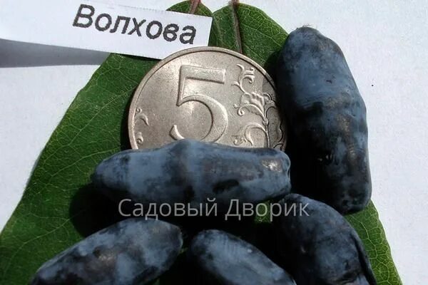 Жимолость сорт волхова. Саженцы жимолость Окс. Жимолость Волхова. Жимолость Волхова с2 (среднеран.).