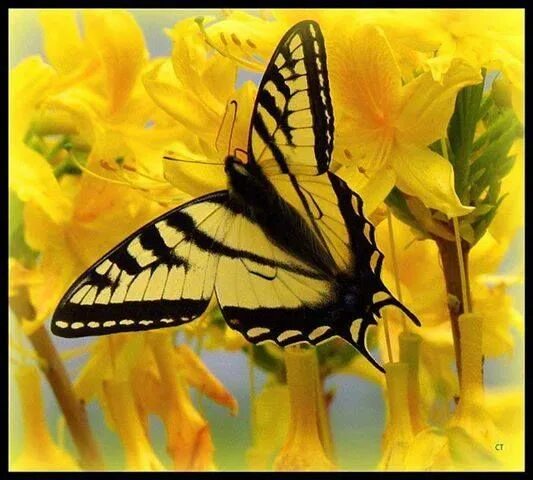 Желтые бабочки название фото Yellow and black butterfly maryland HD phone wallpaper