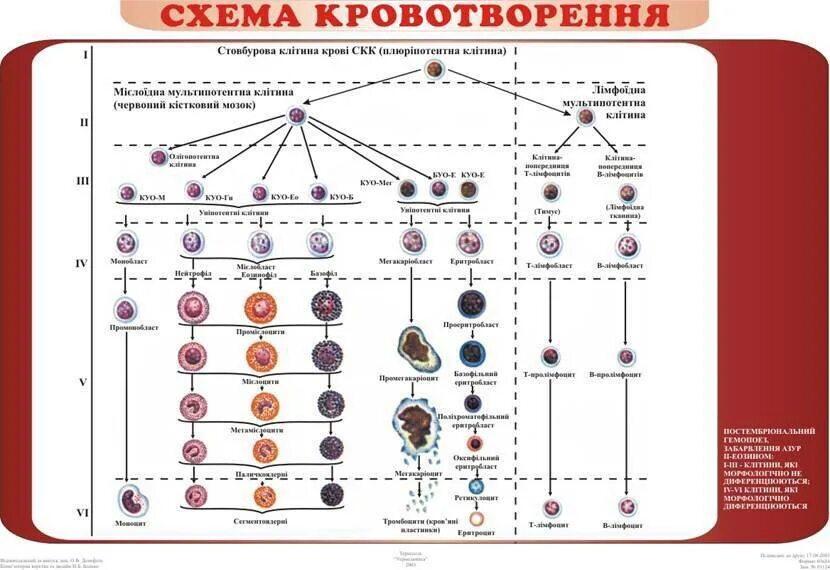 Обеспечивает кроветворение. Постэмбриональный гемопоэз гистология. Эритропоэз схема кроветворения. Система кроветворения схема. Унитарная теория кроветворения схема.