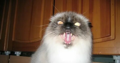 Вызови кота