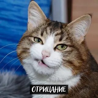 Кот в шоке