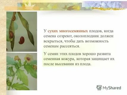 Распространение семян вишни