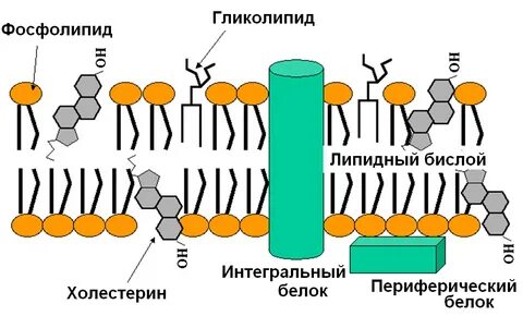 Два слоя липидов с молекулами белков