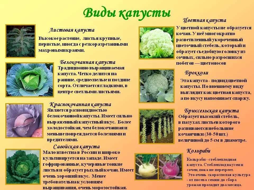 Каких видов бывает описание. Подвиды капусты. капуста сорт любаша. название всех видов капусты. виды кочанной капусты.