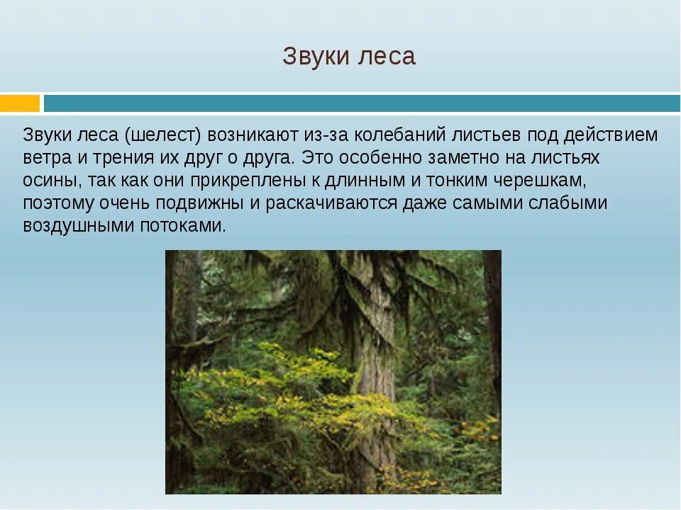 Звук в лесу. Лесные звуки. Звуки леса. Аудио звуки леса. Звучание леса