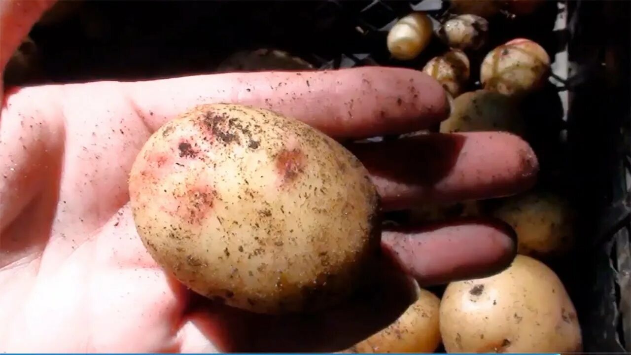 Можно ли сажать картошку после картошки. Клубни картофеля на посадку. Посадка семенного картофеля. Семенные клубни картофеля. Маленькие клубни картошки.