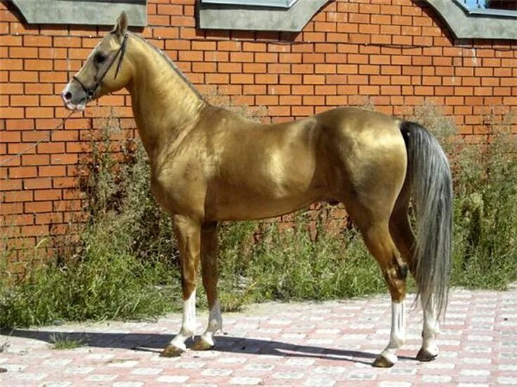 Pin by Sharon Pratt on Palominos Beautiful horses, Palomino horse, Horses