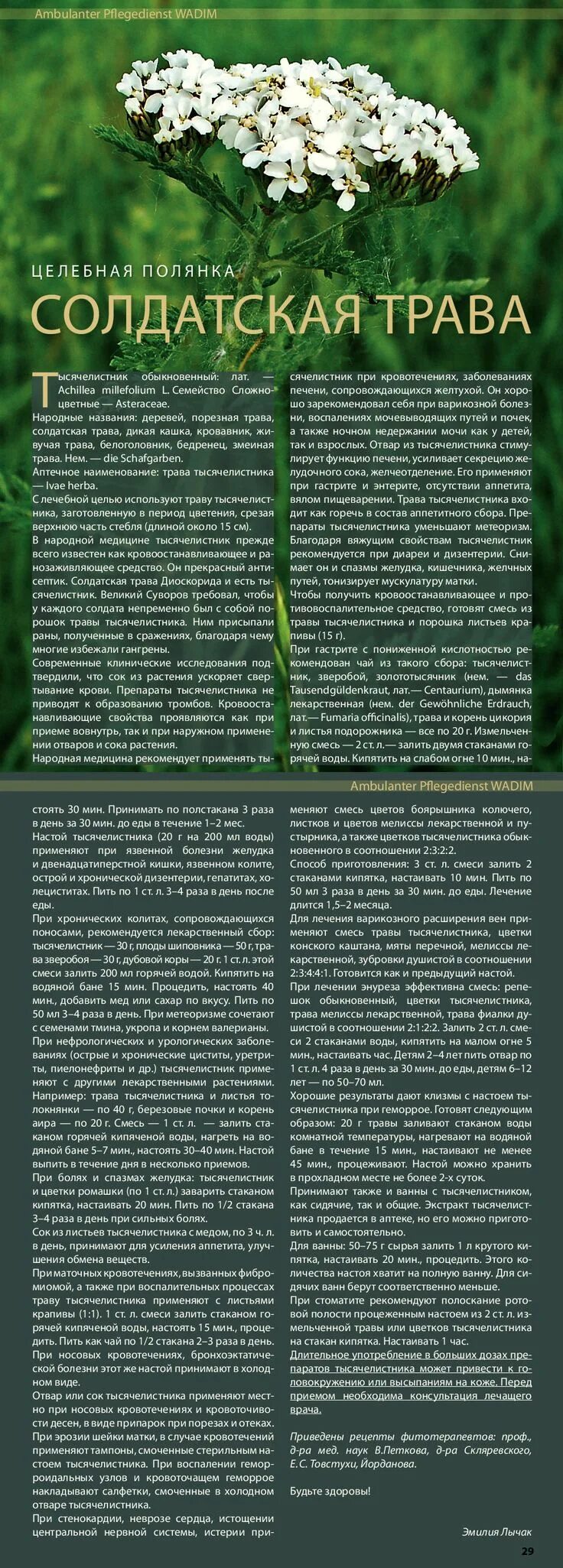 Тысячелистник обыкновенный фармакогнозия. Солдатская трава 6 букв сканворд. Солдатская трава 6 букв сканворд. Солдатская трава 6 букв сканворд. Солдатская трава 6 букв сканворд.