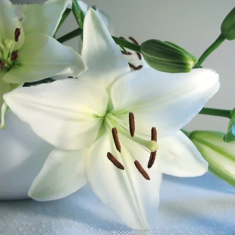 Семена тигровой лилии. Лилия старгейзер синяя. Лилия (растение) клумбовые растения. Цветок альстромерия семена. Лилия смешанная.