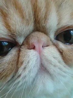 Кот кот нос нес
