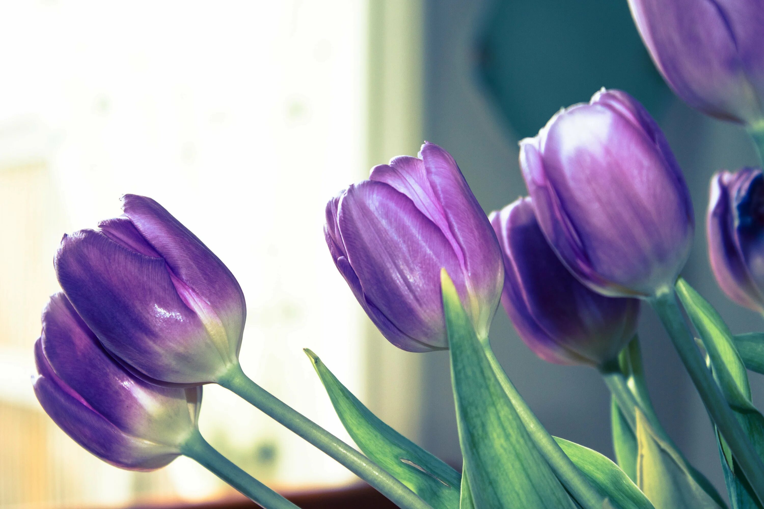Что означают фиолетовые тюльпаны. Тюльпан Пурпл букет. Лиловые тюльпаны. Тюльпан пионовидный перпл. Тюльпан сиреневый.