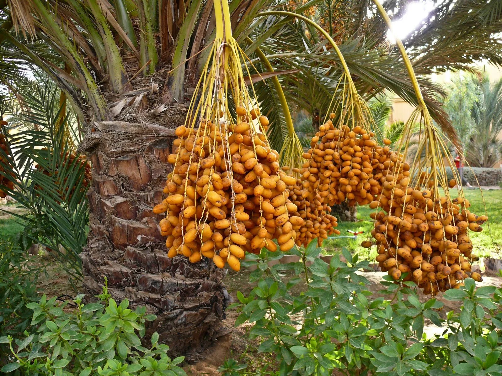 Финики сырые. Финики сырые. Финиковая пальма медина. Финики свежие. Томат финик черный.