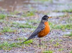 Bhargav 👨 в Instagram: "American Robin.. The symbol of spring! * * * * Facts: American Robins are too smart migratory birds and