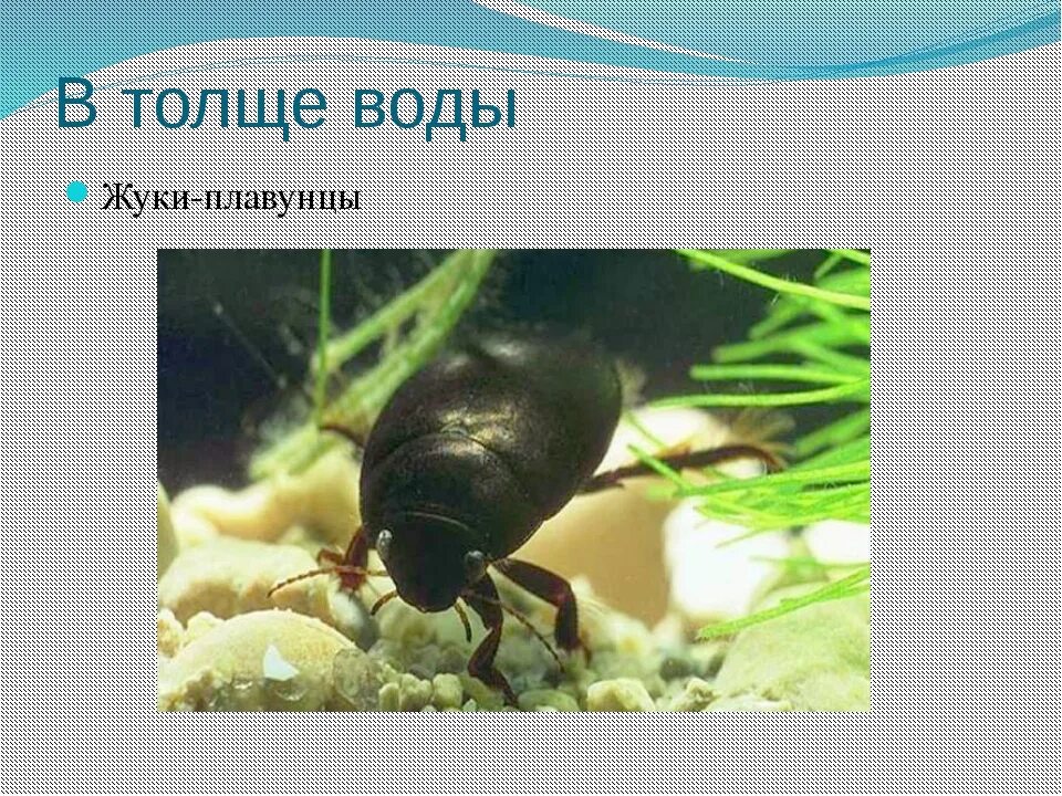 Животные пресных водоемов 4 класс. Жизнь в пресных водоемах 4 класс окружающий мир. обитатели пресных вод 2 класс. роль животных в в пресном водоёме. животные пресных вод 4 класс.