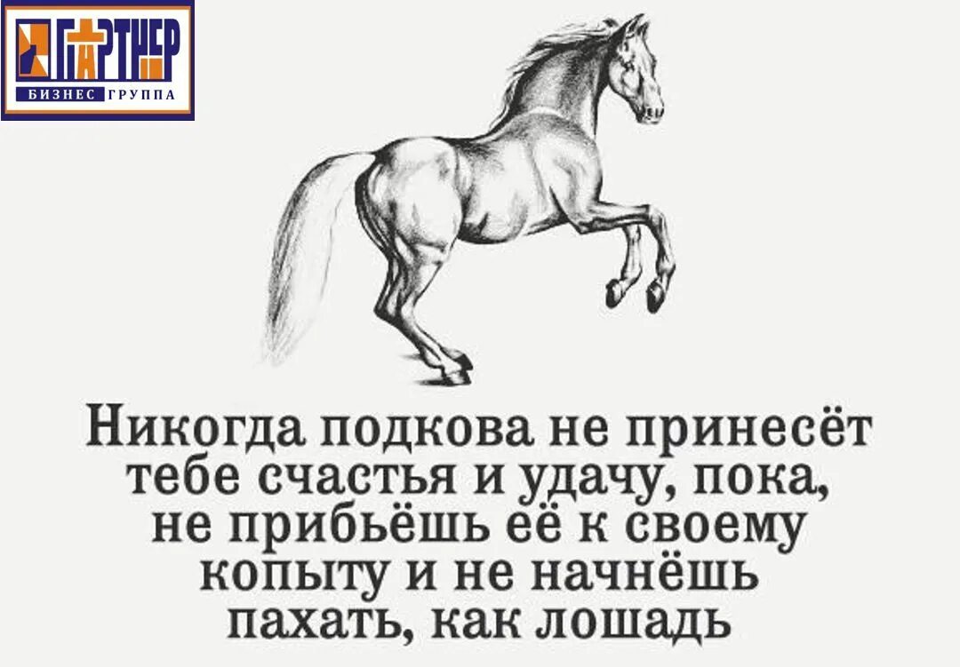 Цитаты про лошадей. Высказывания о конях. Цитаты про коней. Рисунки с Цитатами.