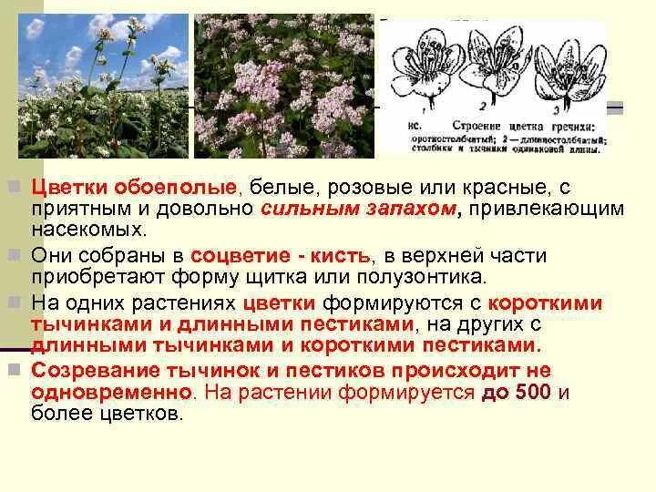 Греча значение слова