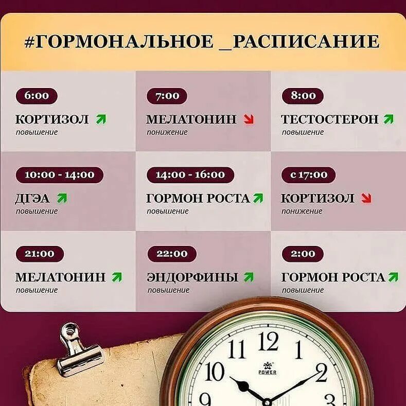 Сколько до 6 утра. Гормональное расписание. Гормоны по часам дня. Гормональное расписание дня. Выработка гормонов по часам суток.