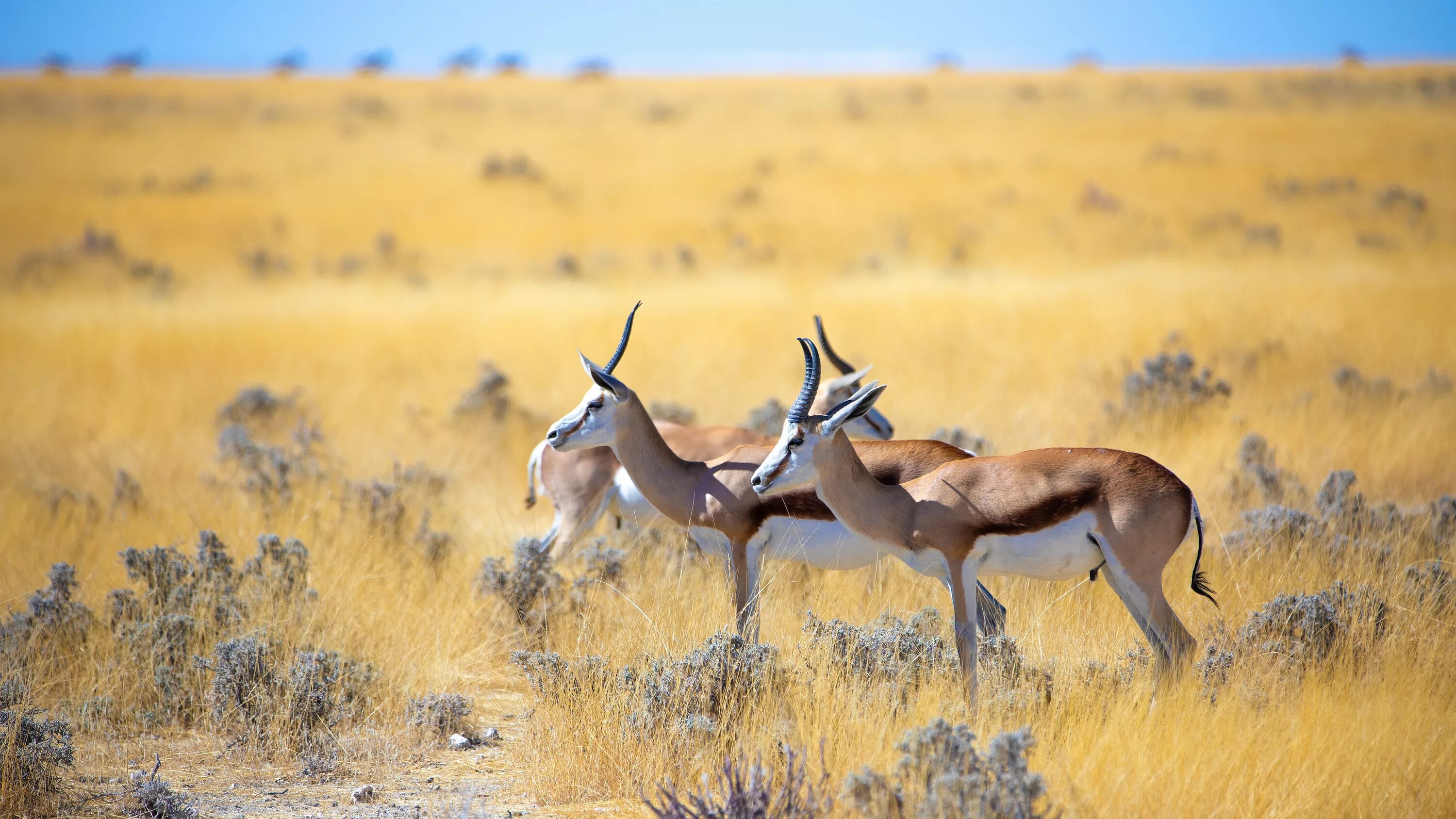 Животные саванны в африке. Антилопа Спрингбок. Антилопа Спрингбок Импала. Антилопа дзерен. Этоша национальный парк Намибии.
