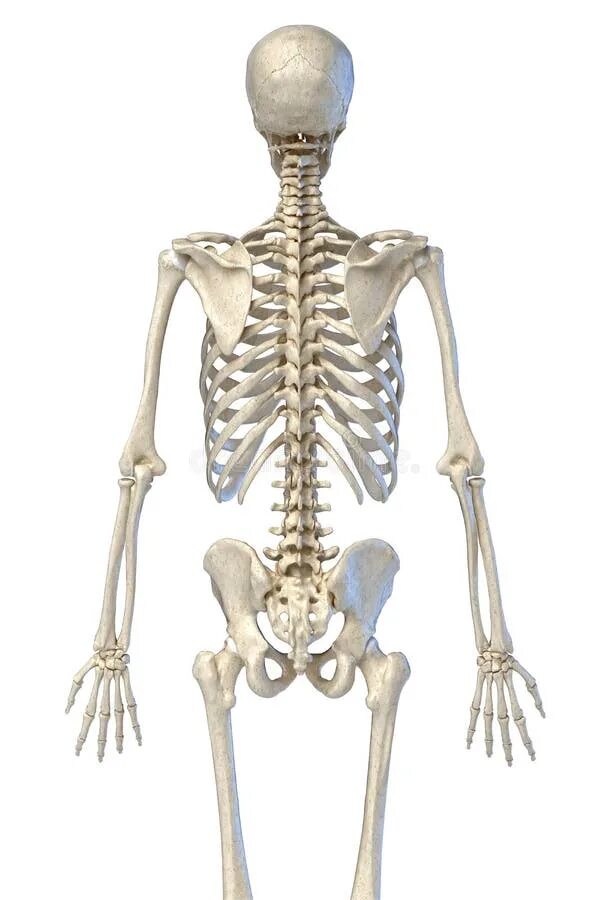 Скелет человека. Человеческий скелет со спины. Анатомия спины скелет.