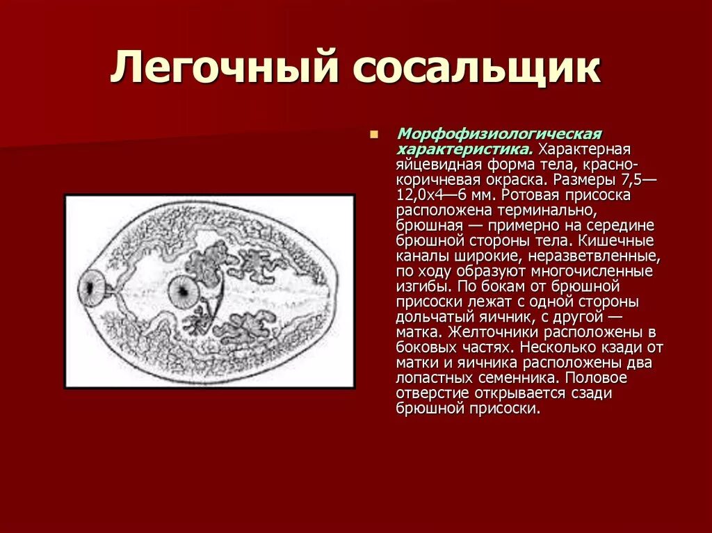 Значение сосальщика. Морфология яиц легочного сосальщика. форма семенников легочный сосальщика. органы прикрепления легочного сосальщика. мариты легочного сосальщика.