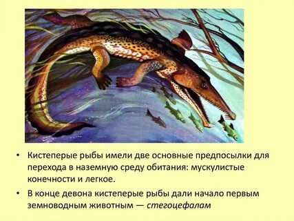 Кистеперая рыба предок земноводных