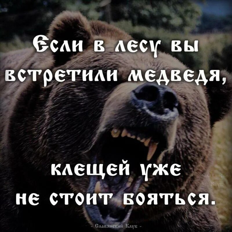 Они же медведь. Медведь прикол. Бурый медведь анфас. Анекдоты про медведей смешные. Они же медведь.