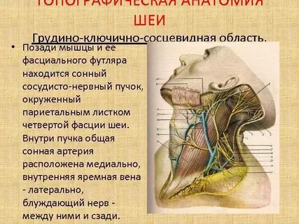 Грудино ключично сосцевидная область шеи