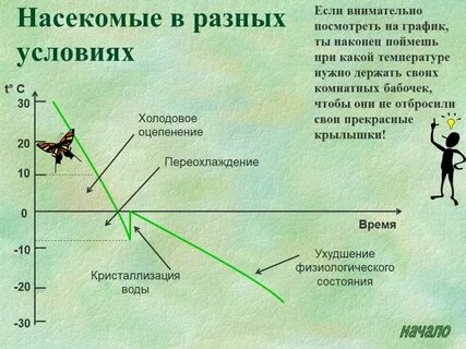 Температура насекомых