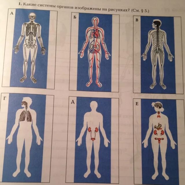 Система органов тела человека. Название систем органов человека. Одна система органов человека. Системы органов образуют организм человека.
