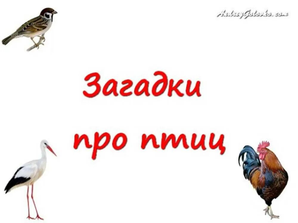 Загадки про птиц 4 года. Загадки про птиц. Загадки про птиц для детей. Загадка про птичку. Загадки про необычных птиц.