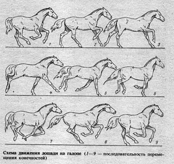 Галоп Аллюр лошади схема. Иноходь лошади схема. Аллюр лошади иноходь. Галоп Рысь Аллюр иноходь. Ход рысью