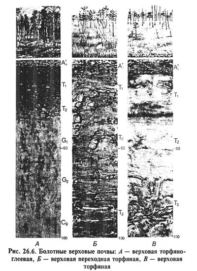Болотный тип почвы. Болотные торфяные глеевые. Торфяно-болотные почвы профиль. Почвенный профиль лугово болотные. Профиль торфяной Болотной верховой почвы.