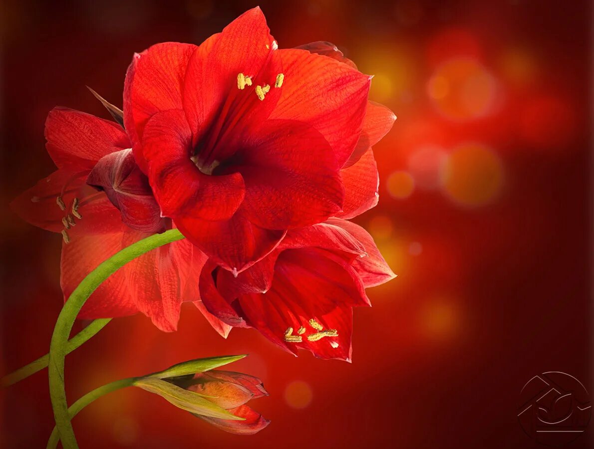 Амариллис красный. Яркие цветы. Красный цвет. Красивые цветы.
