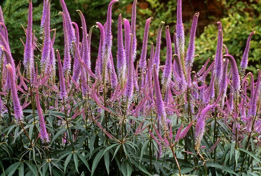 Вероникааструм. Вероникаструм виргинский erica. Вероникаструм сибирский. Вероникааструм. Вероникааструм.