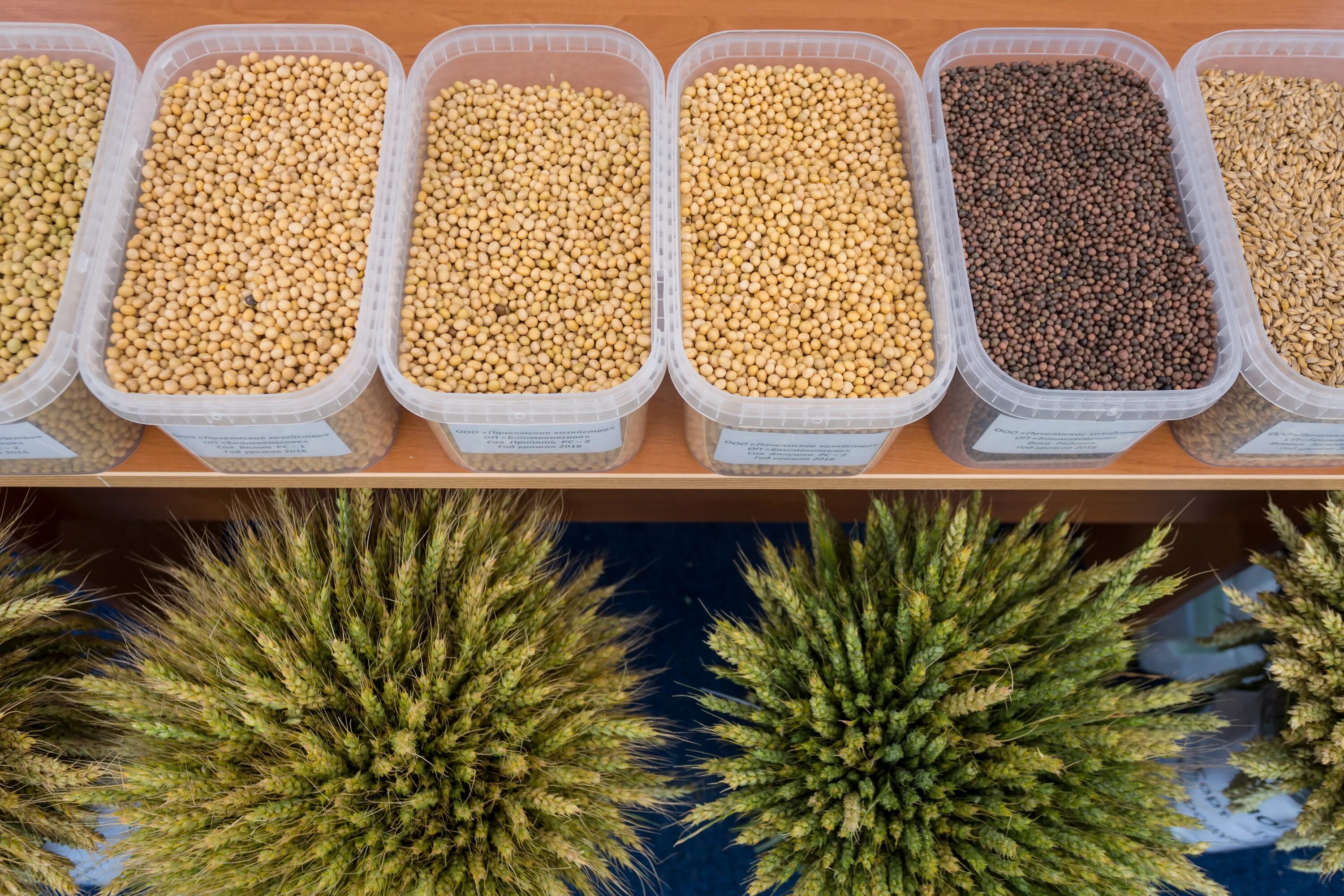 селекция растений кукуруза. селекция семян. какая селекция семян. селекционные методики для сельскохозяйственных культур. дикая кукуруза теосинте.