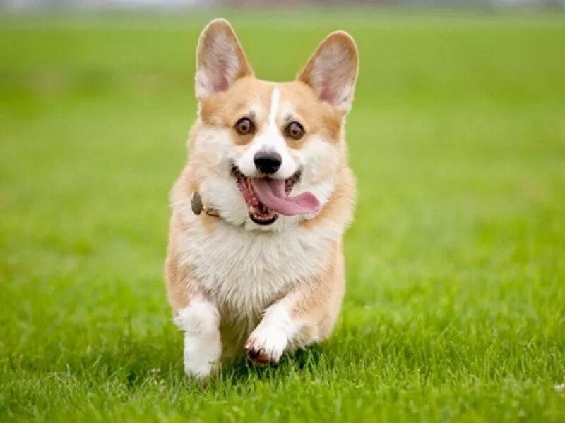 собака с маленькими ножками. собака вельш корги пемброк. вельш корги пемброк. корги пемброк. вельш-коргов пемброков.