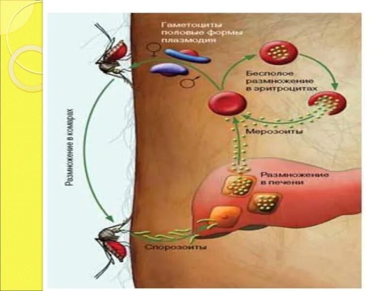 Малярия этиология. Пути заражения малярией. Заражение человека малярией происходит