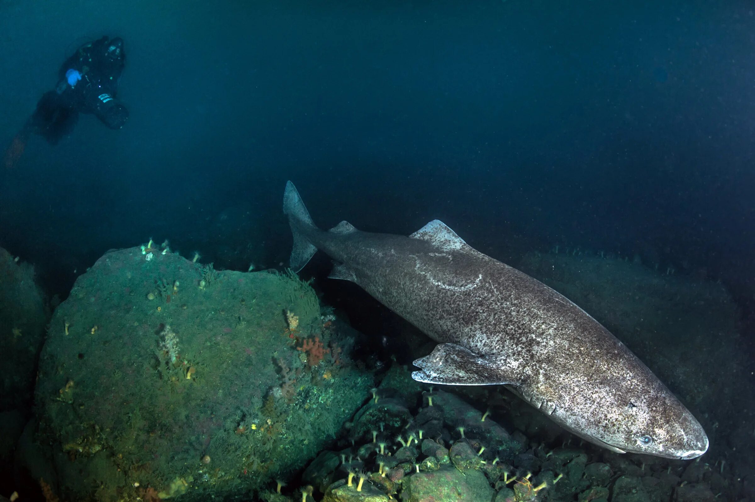 Гренландская Полярная акула. Голландская Полярная акула. Гренланскаяпалярнаяакула. Гренландская Полярная акула 512 лет.