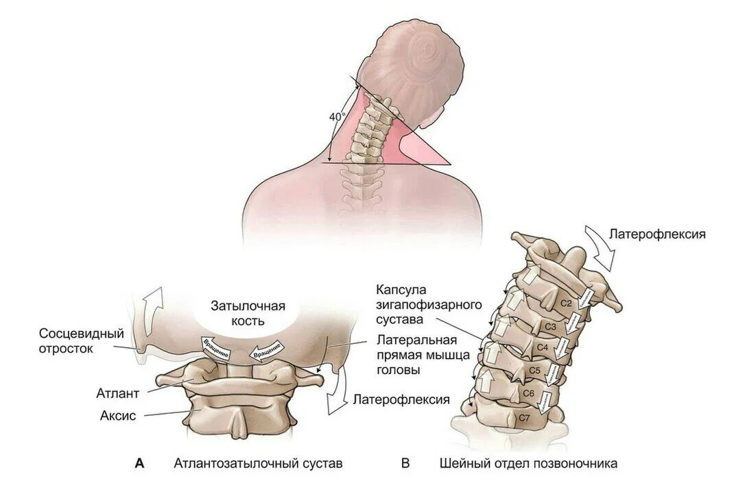 Позвоночник шейный отдел строение с4. Суставы в шейном отделе позвоночника анатомия. Суставы шейного отдела позвоночника анатомия.