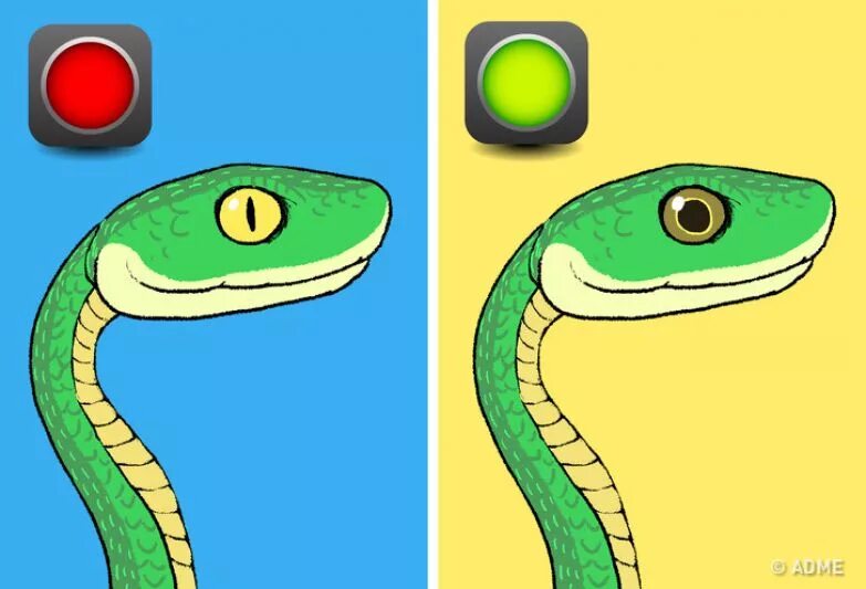 Глаза ядовитых и неядовитых змей. Отличия ядовитых и неядовитых змей. Глаза ядовитой и неядовитой змеи. Отличие ядовитых змей от неядовитых. Как отличить ядовитые