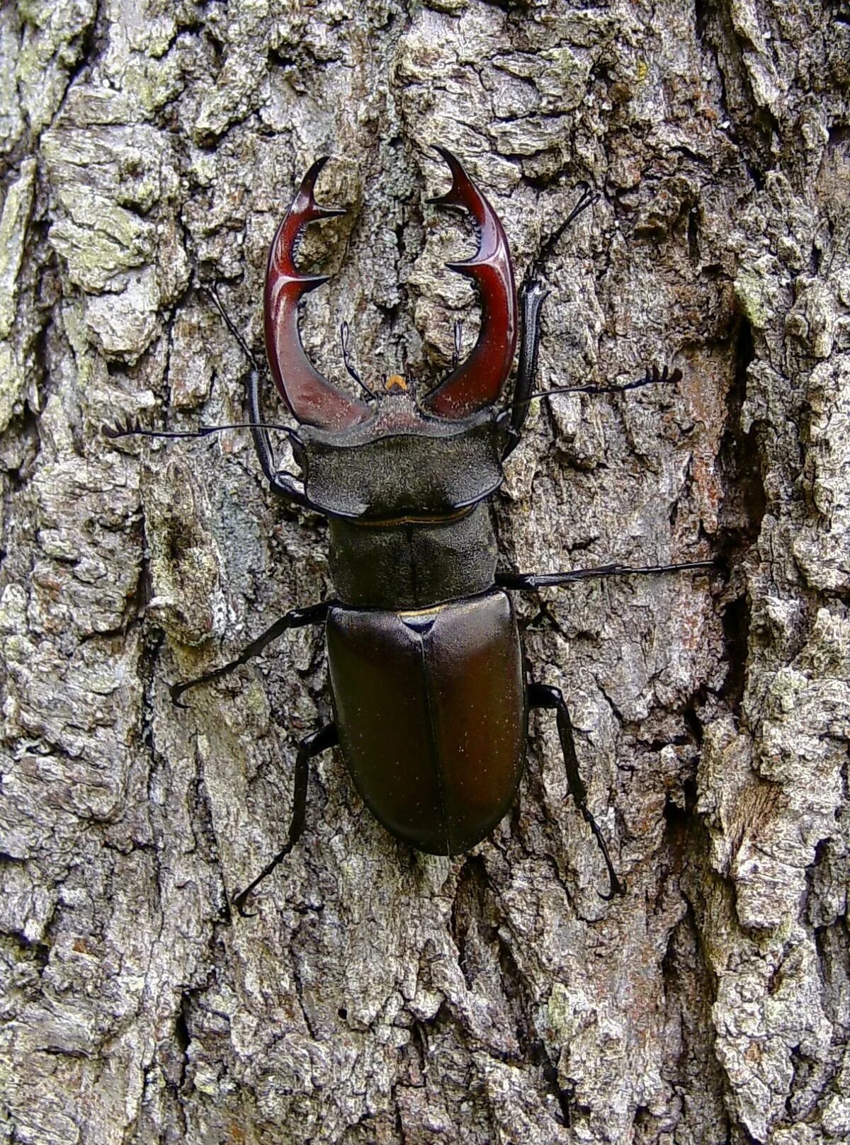 Чем перемещается жук олень. Жук-олень (lucanus cervus). жук олень рогач. жук рогач черный. бронзовый жук рогач.
