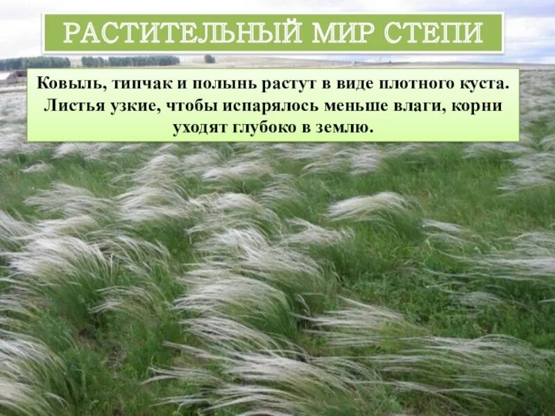 Ковыль в какой природной зоне россии. Растения Крыма Типчак ковыль. Ковыль Полынь Типчак. Ковыль корень растения. Ковыль, Полынь, тюльпан.