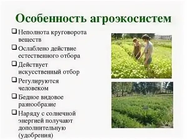 Агроценоз формируется в природе