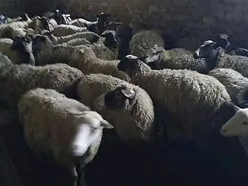 Продам овец живым весом. Курдючные овцы икково. Ягнята эдильбаевской породы. Курдючные ягнята. Закуп овец живым весом самара, оренбург.