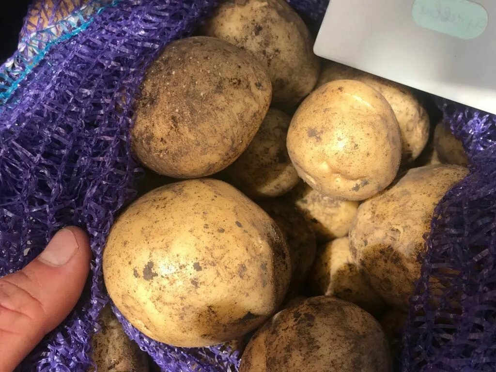 Желтые сорта картофеля фото. Сорт картофеля гала. картофель гала венета. богородицкий альянс семенной картофель. картофель вега.
